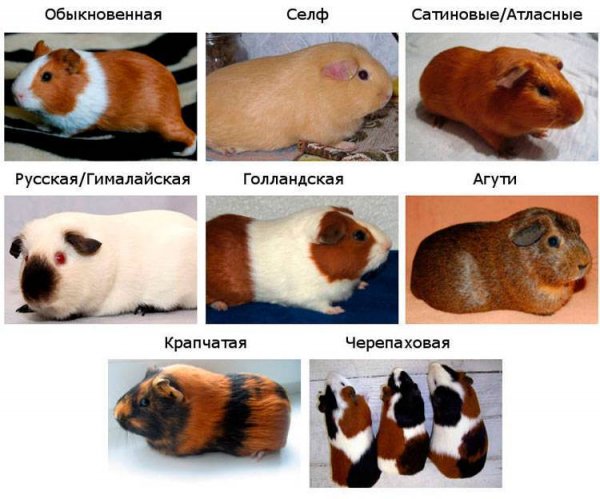 Породы морских свинок