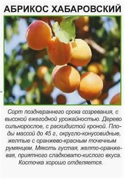Абрикос Хабаровский