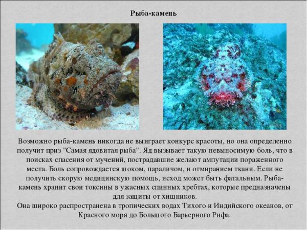 Рыба - камень