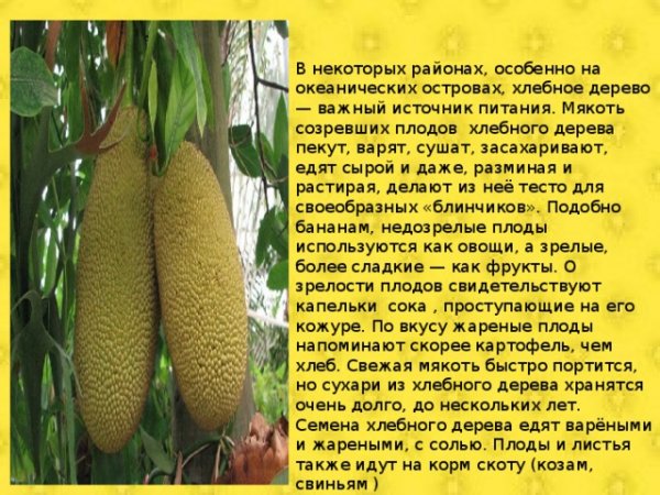 Хлебное дерево