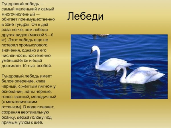 Тундровый лебедь