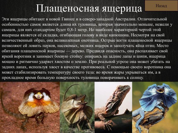 Плащеносная ящерица