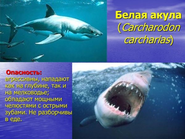 Белая акула