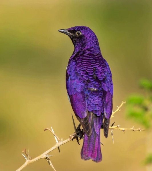 Скворец аметистовый короткохвостый