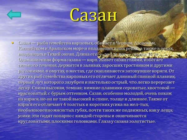 Сазан