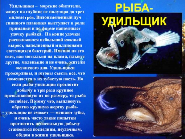 Рыба - удильщик