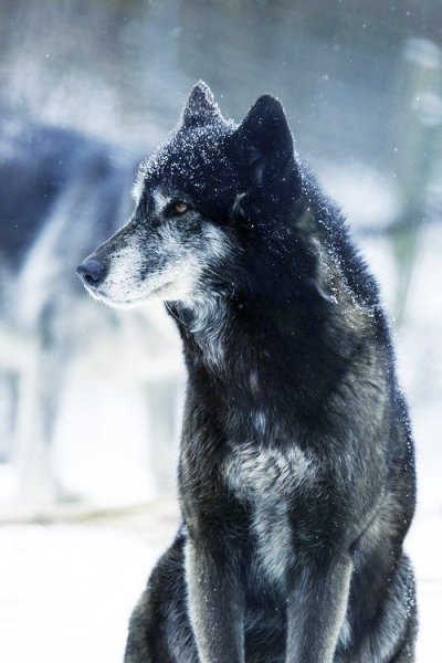 animal-beautiful-landscape-nature-Favim.com-2171354