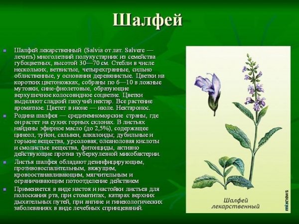 Шалфей