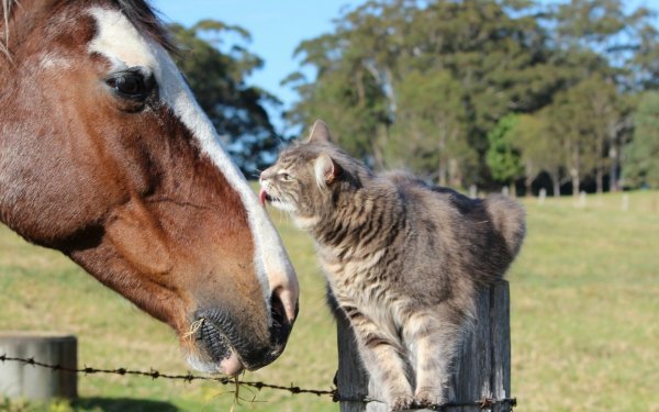 Animals Cat and horse 095666 16
