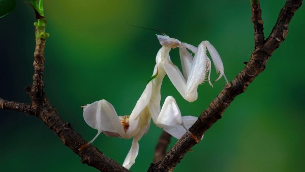 Mantis orchids branch with natural background