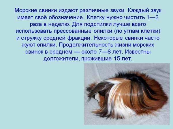 Морские свинки