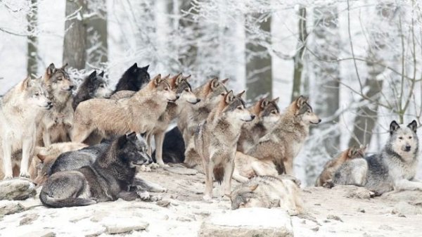 Стая