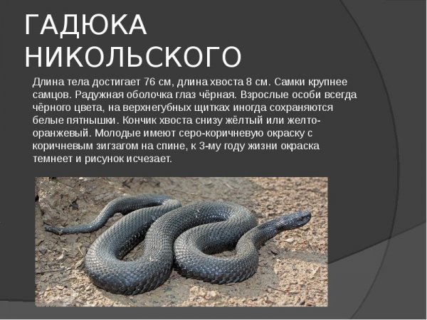 Гадюка Никольского
