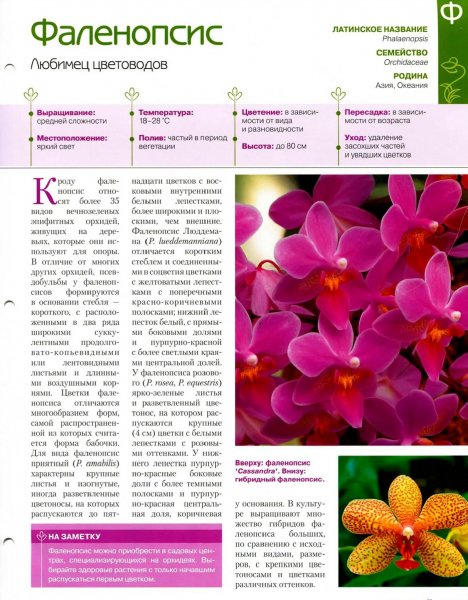 Фаленопсис