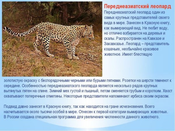 Переднеазиатский леопард