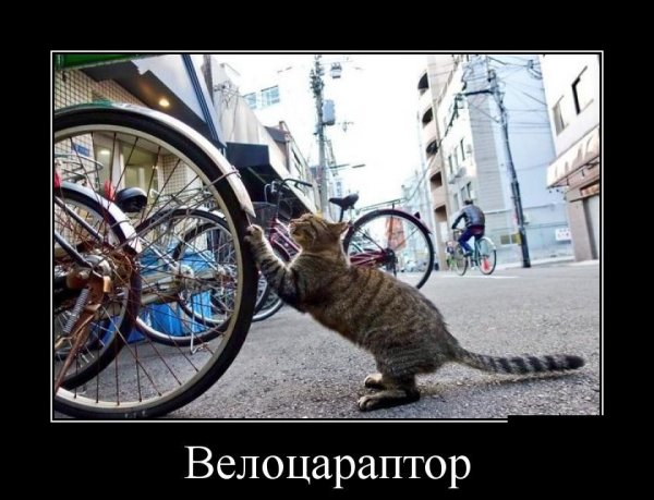 Котэ
