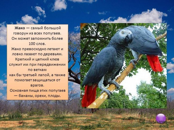 Жако