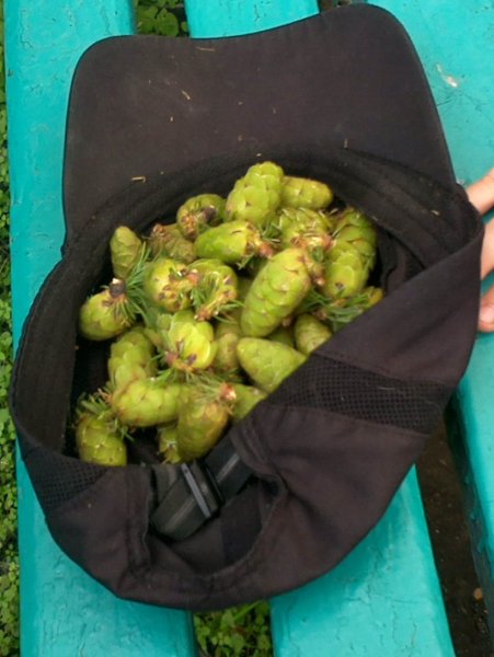 Шишки лиственицы