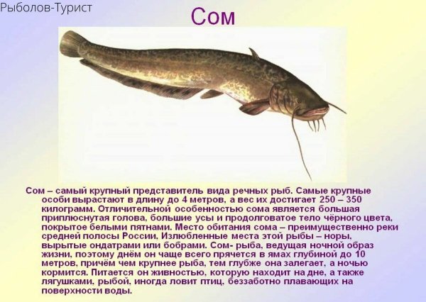 Сом