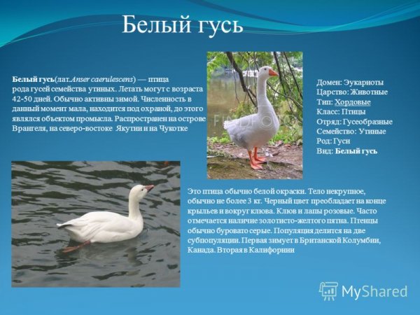 Белый гусь