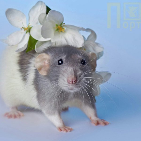 62 krisa velvetin 59