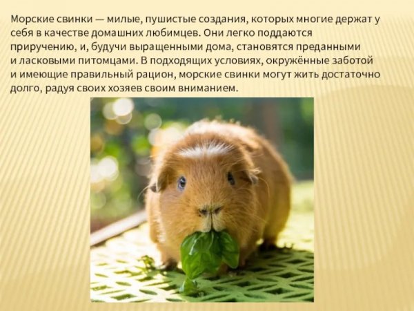 Морские свинки