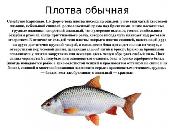 Плотва обыкновенная