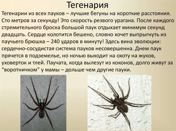 Тегенария