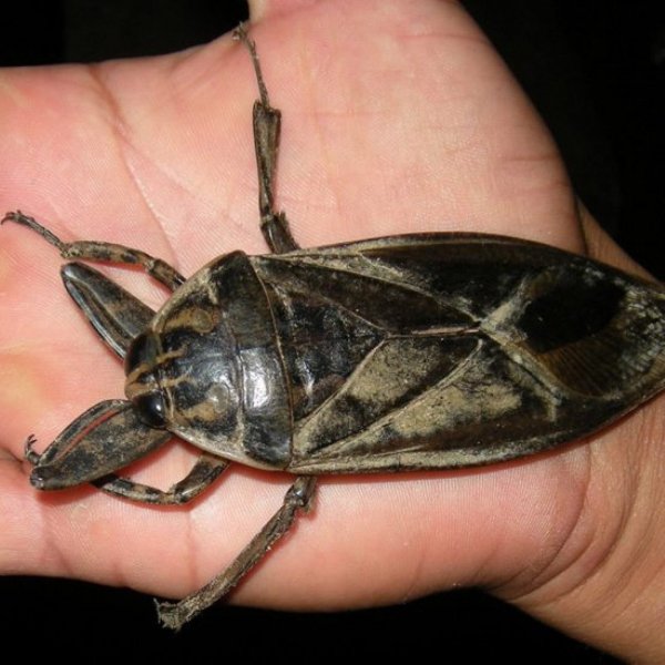 Азиатский Клоп