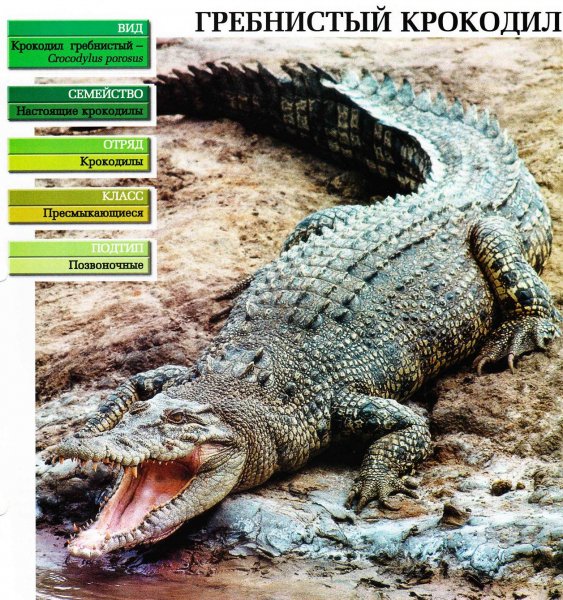 Гребнистый крокодил
