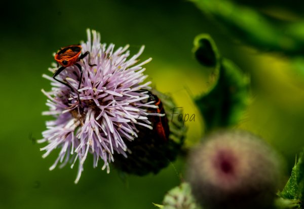 66a279ef8714d IMG 8041 edited