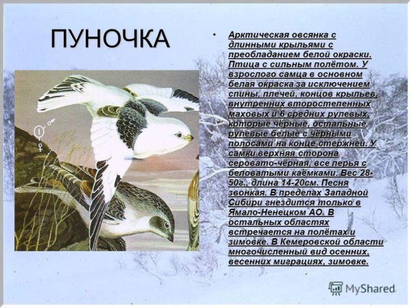 Пуночка