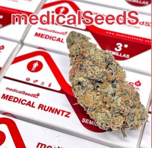 Медицинские семена