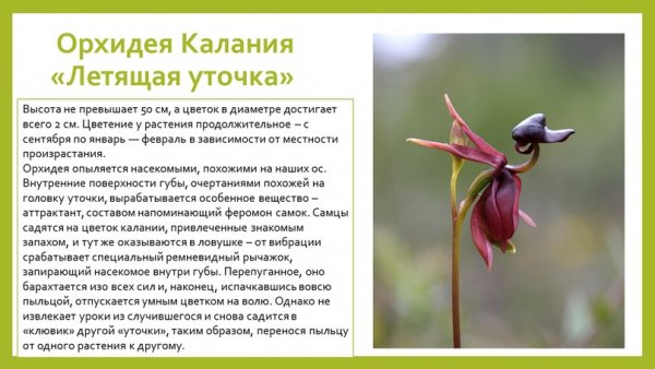 Орхидея Калания