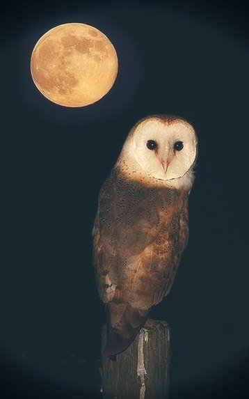 Сова