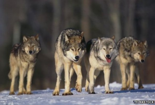 71351402 wolves-464
