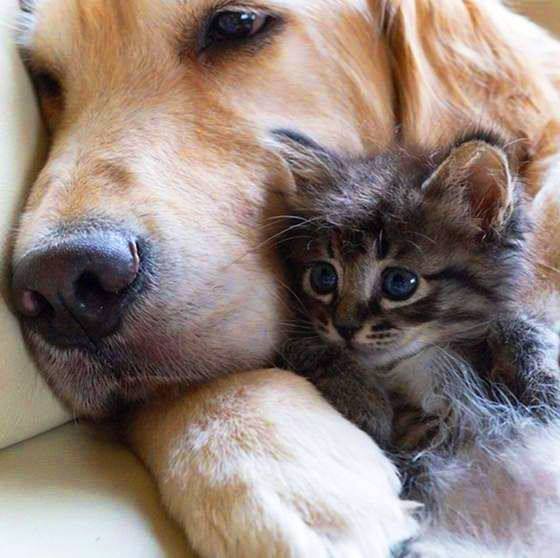 Я же котику дядькой побуду пока...(с)