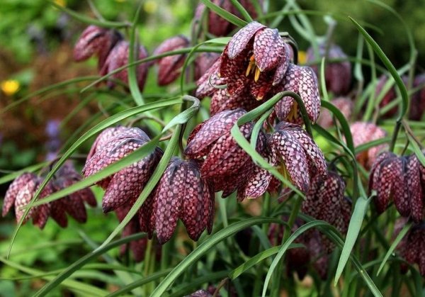 Ryabchik-shahmatovidniy