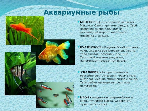 Мой аквариум