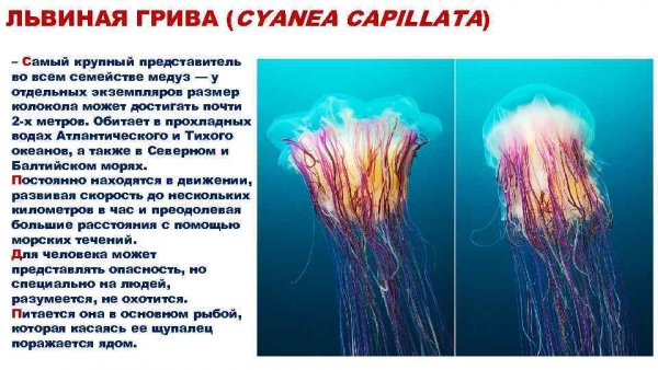 Львиная грива