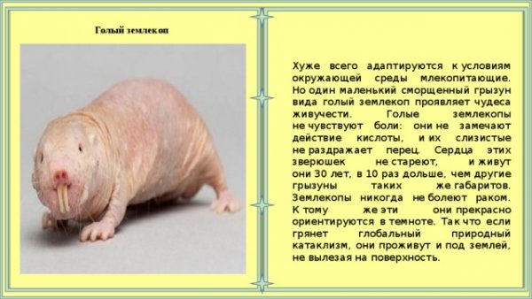 Голый землекоп