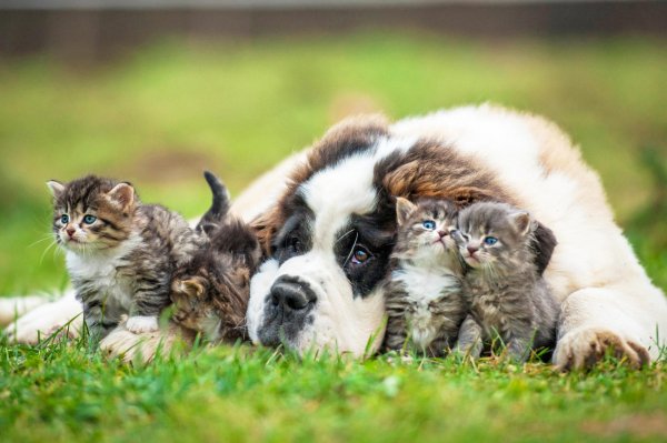 puppy-with-cats-wallpapers