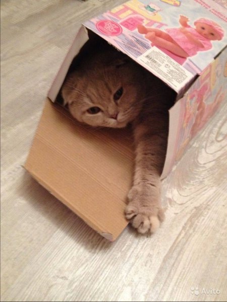 Кошки