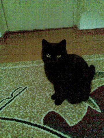 Черная кошка по имени Алиса