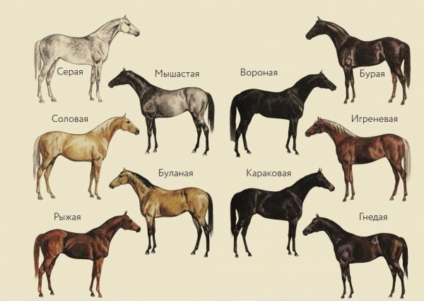 Масть лошади