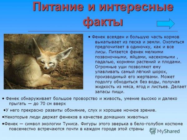 Фенек