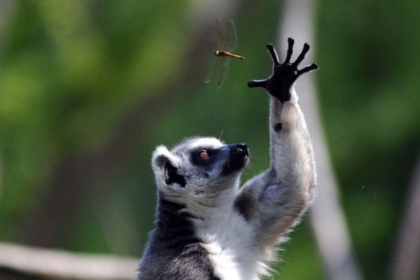 zoo animals captured at the right moment