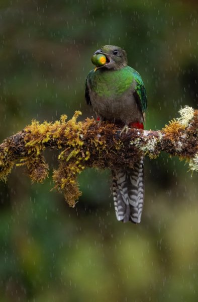 Ben-Knoot-Resplendent-Quetzal-Costa-Rica