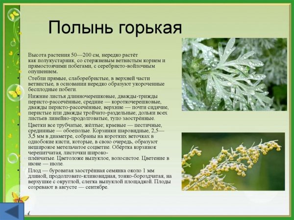 Полынь горькая