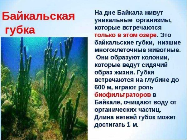 Байкальская губка